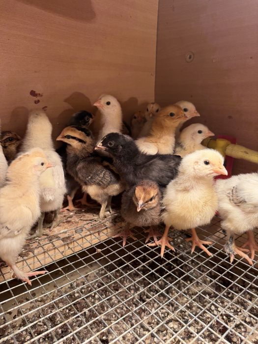 Цыплята недельные домашние