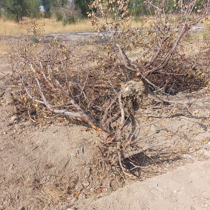 Отдам дрова яблони.