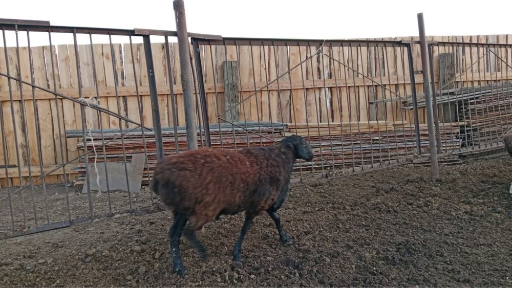 Овцы бараны    Продам       .