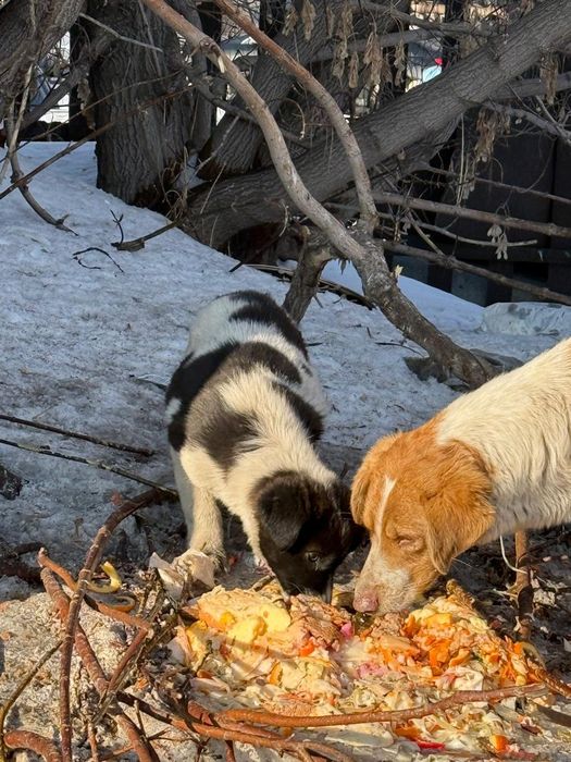 Малыши ищут дом!