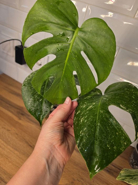 Монстеры Минт Monstera Mint