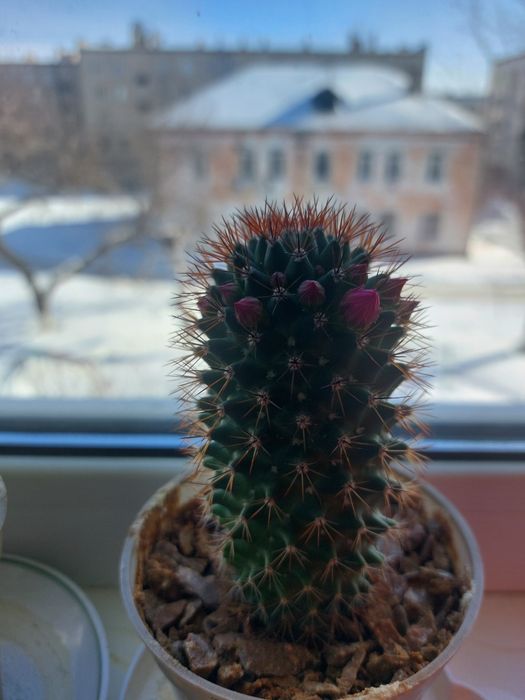 Кактусы цветущие