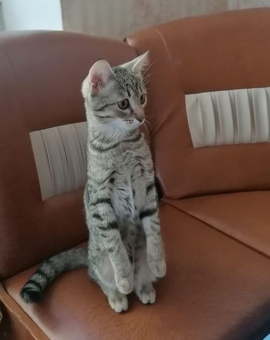 Отдам кошку в добрые руки.