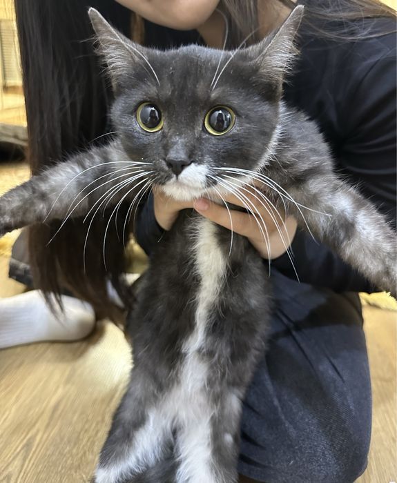 Кошку в добрые руки