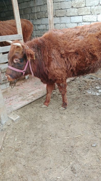 Қашар  сатылады .