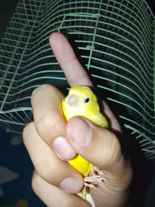 Qushlar sotiladi