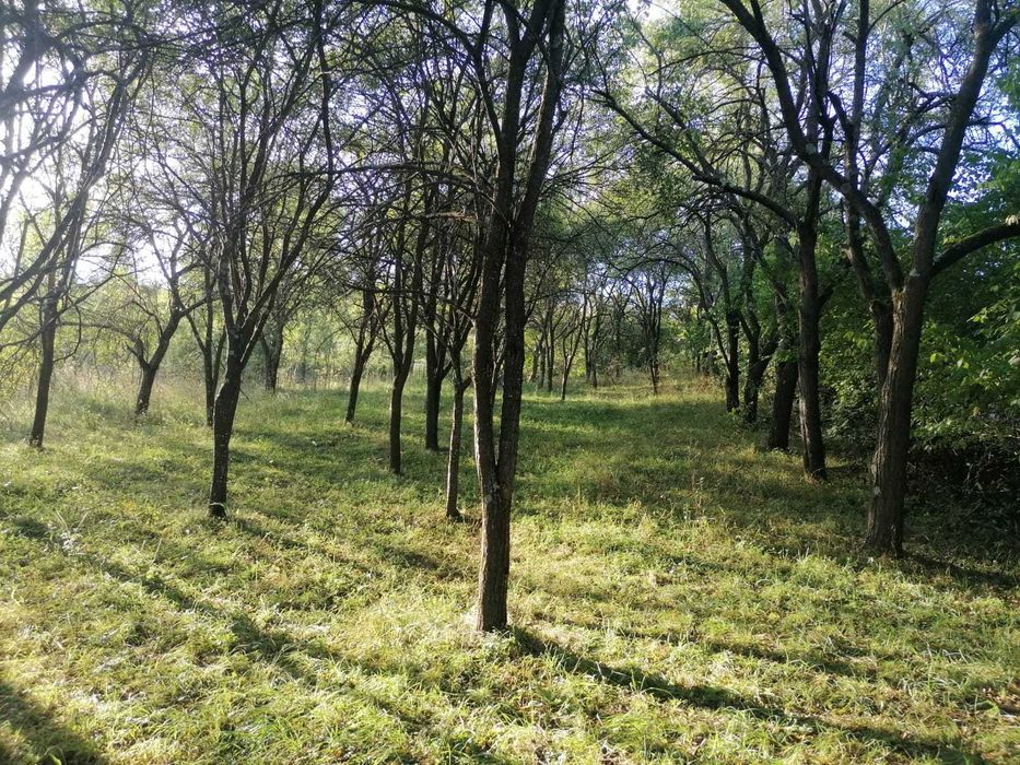 Gradina de vanzare