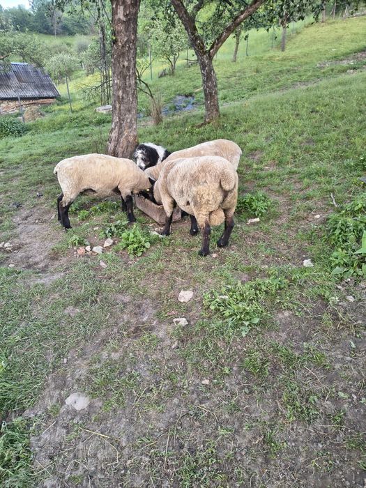 De vânzare 3 oi si un cățel