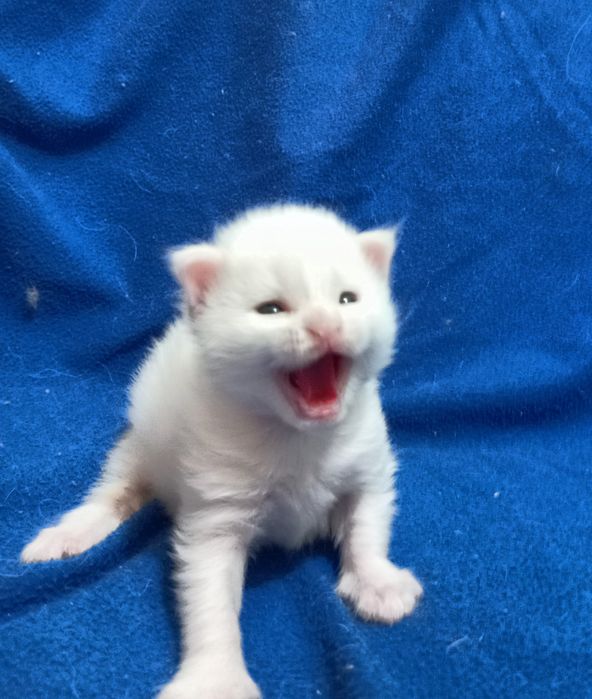 Котята Мейн Кун ( питомник)