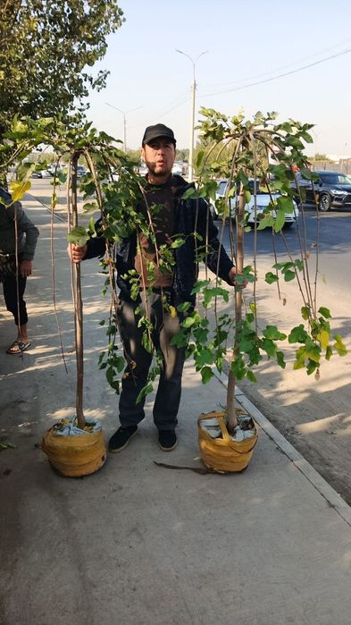Богбон садовник богбон