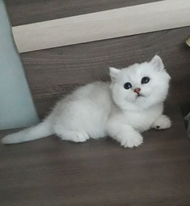 Британска Сребърна Чинчила