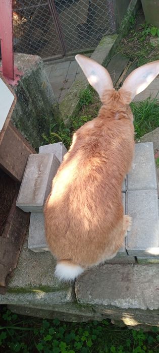 Uriaș german galben de vânzare