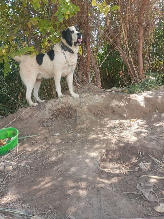 1 yilik kuchik sotiladi