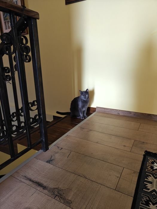 British Shorthair cu Albastru de Rusia