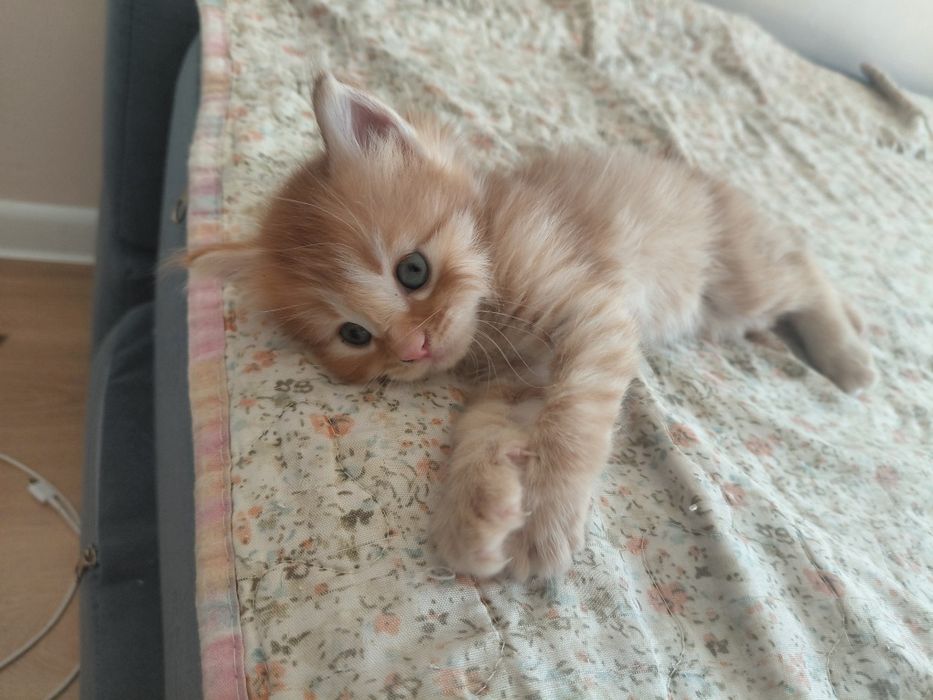 котёнок полу мейн-кун