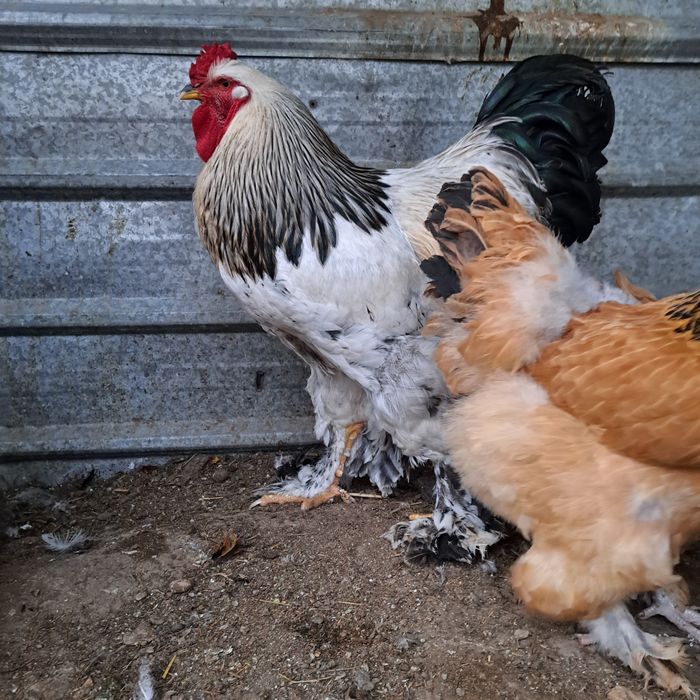 Мошный брамый палевая