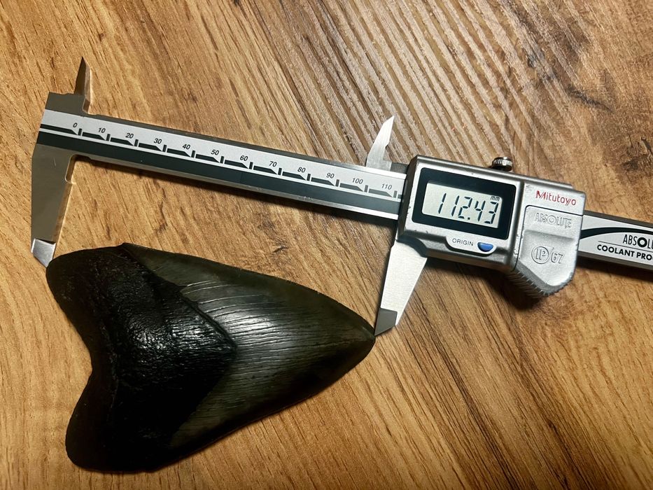 Dinte de Megalodon !!