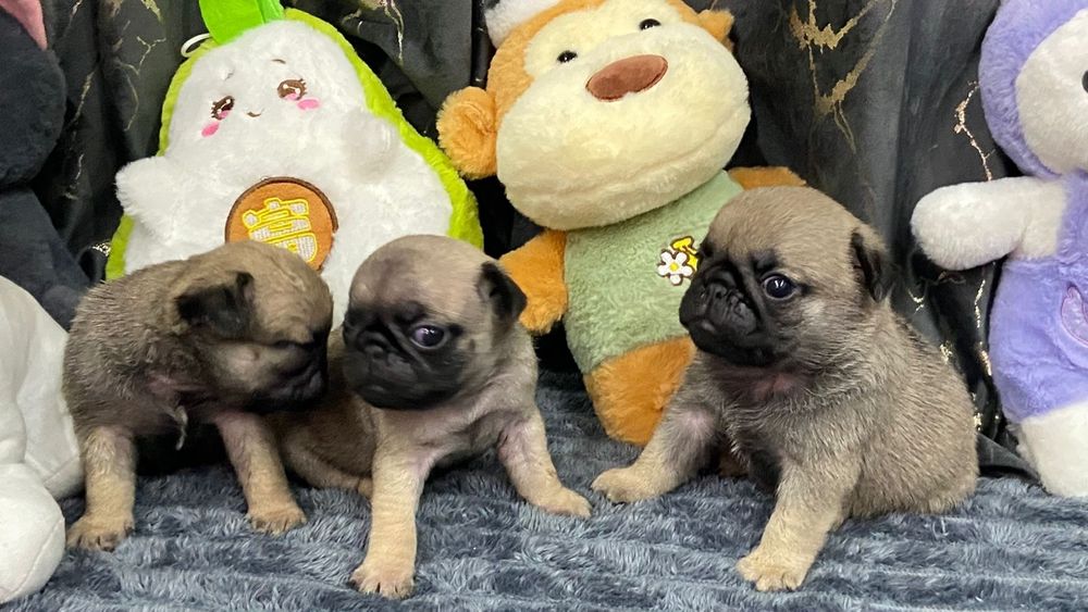 Очаровательные щенки мопса.