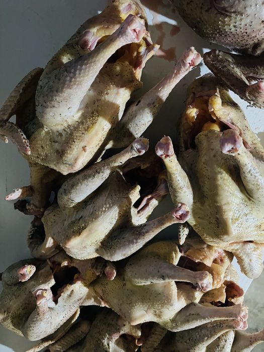 Домашняя индейка