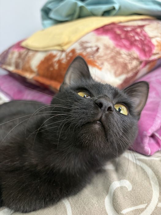 Кошка черная 8-9 месяцев