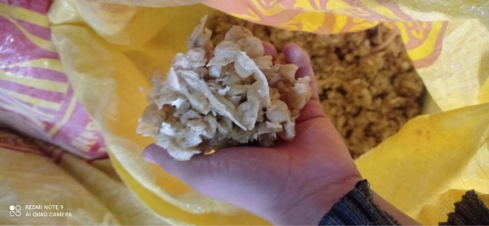 Yem mollar qoylar uchun