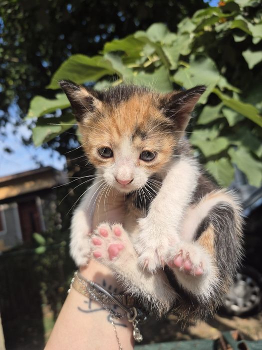 Adopție pui pisică