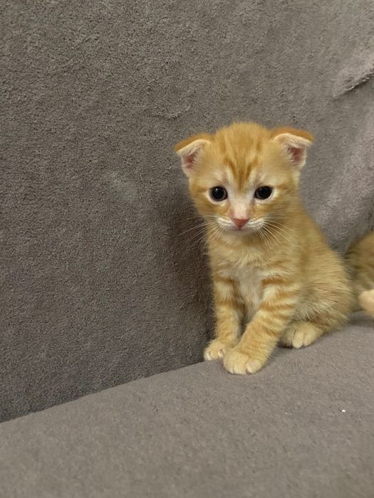 Котята веслоухие