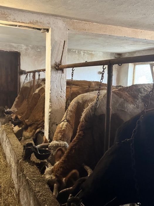 Vând vaci bălțată românească