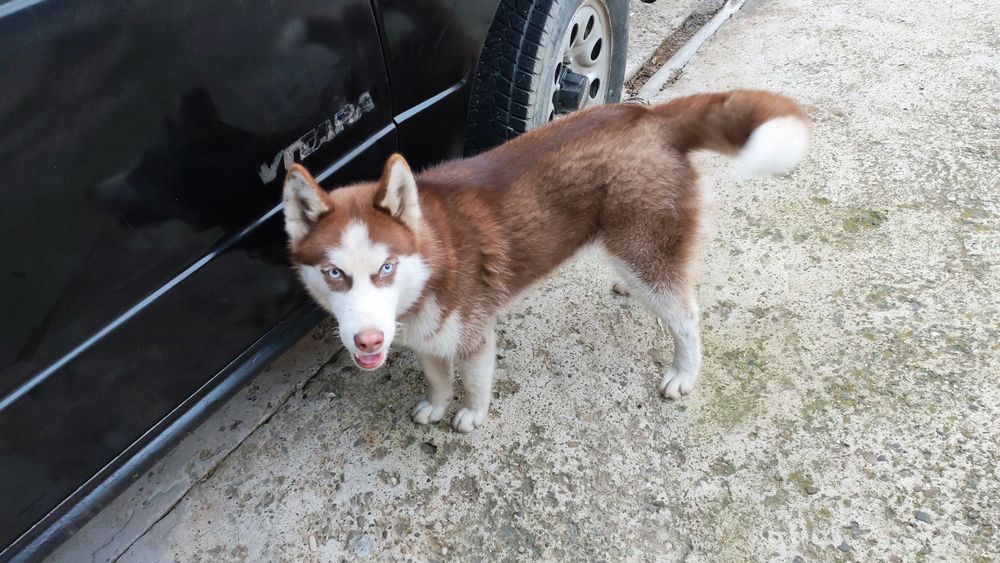 Vând husky siberian 6 luni