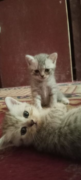 Котята не дорого