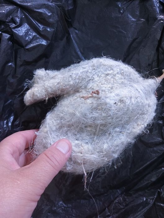 Гнездо ремеза куркултайдын уясы