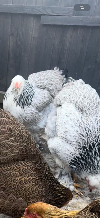 Perechi BRAHMA POTARNICHIU și HD ( 1+1 ) !!!