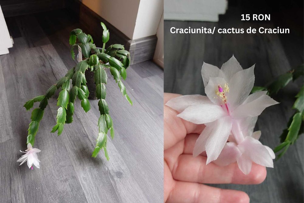 Plante de apartament