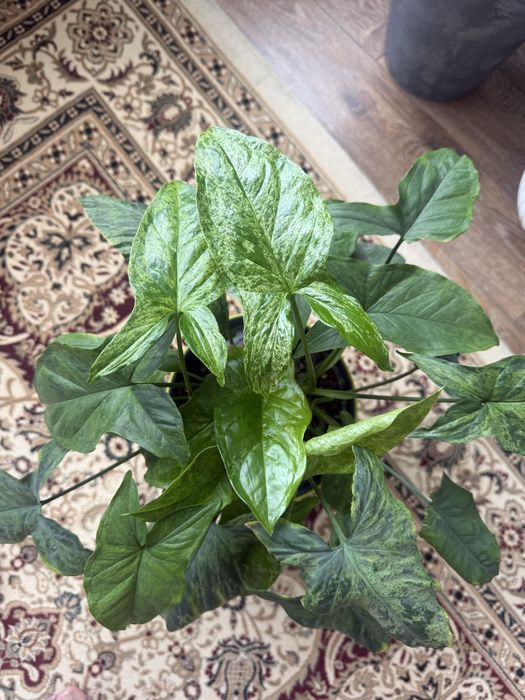 Сингониум Мохито/Мотлед. в горшке с фитильным автополивом