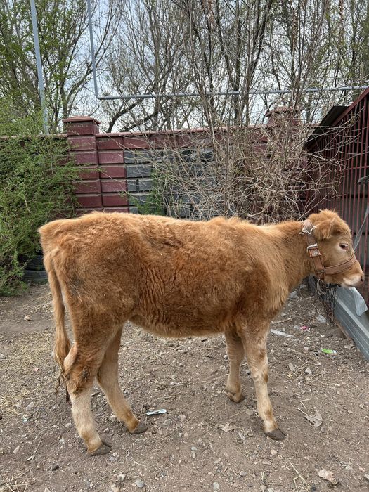 Продам жирную телку