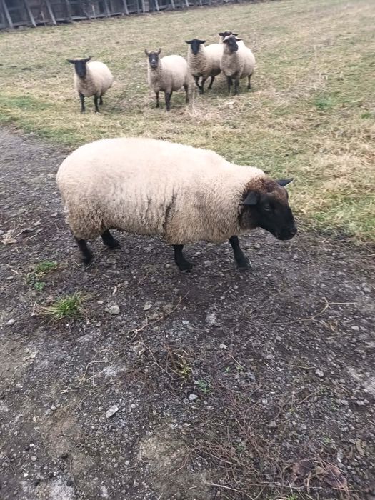 De vanzare berbec de 2 ani