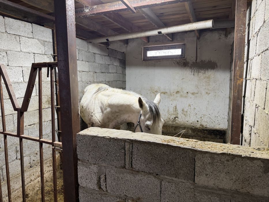 Продам дом с откормом для скота