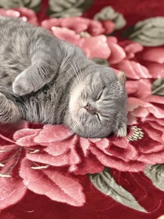 Отдам кота в добрые руки