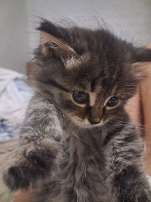 Котенок необыкновенный)