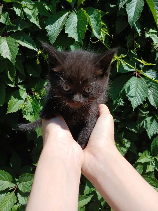 британские котята