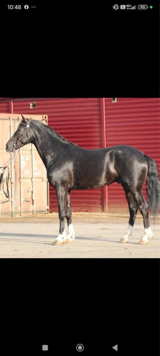 Продам орловский рысак