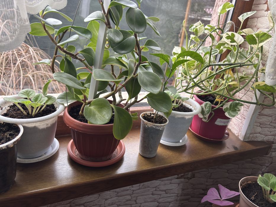 Цветы по разным ценам