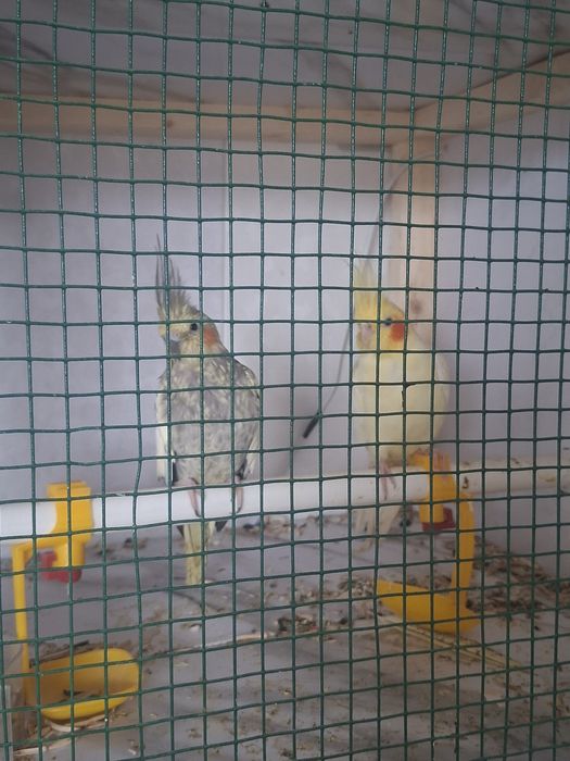 To'tiqushlar sotiladi bo'shatishga hamasi sotiladi sog'lom zo'r boqild