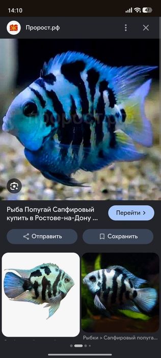 Рыбки аквариумные