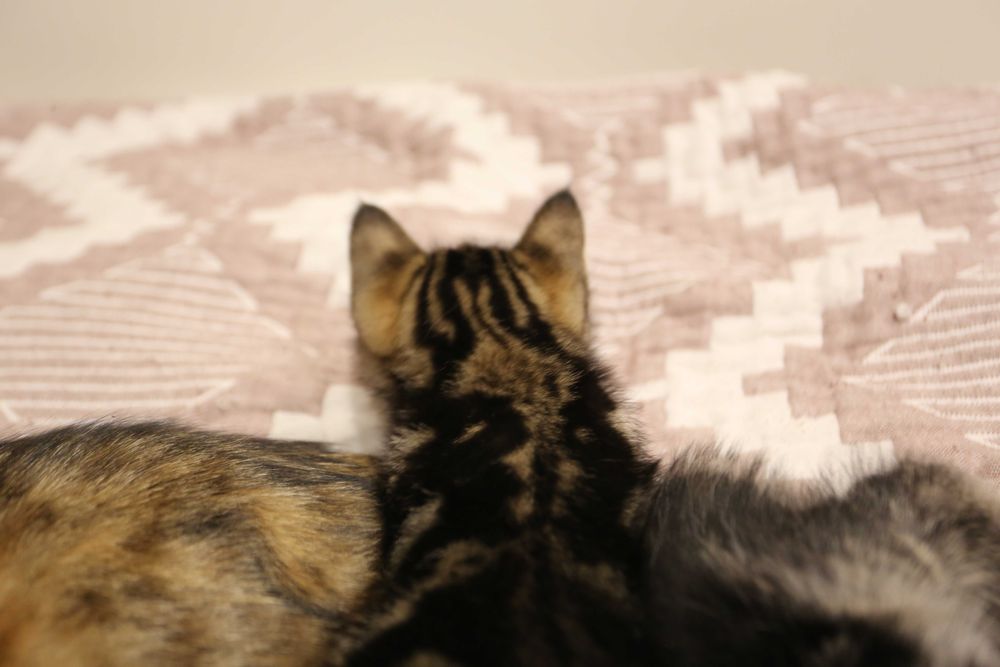 Котята 1.5 месяца.