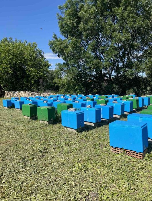 Пчелни отводки 2026