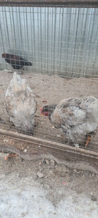 Продам кохинхинов