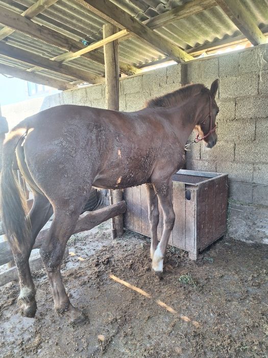 Ургашы бордакы тай