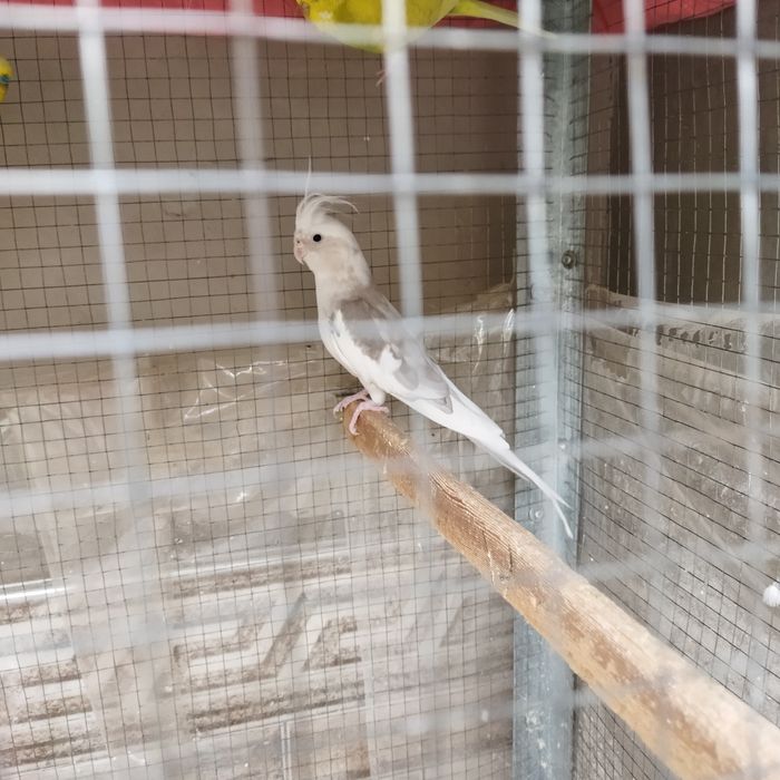 Nar karella sotiladi tayyor yiri qush