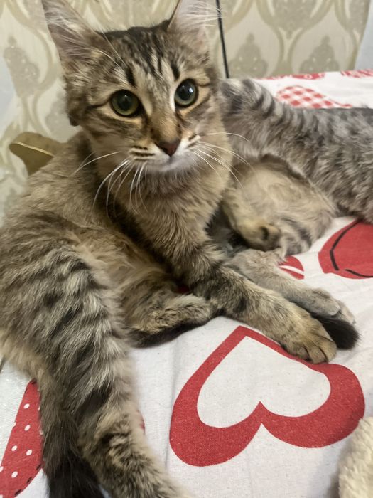 Отдам даром кошку-кота